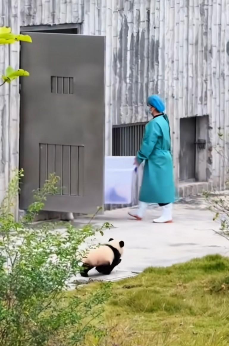 奶爸奶妈你们是不是忘记了什么，宝宝我还没进筐里，它最后定住的时候还跺了下脚你们