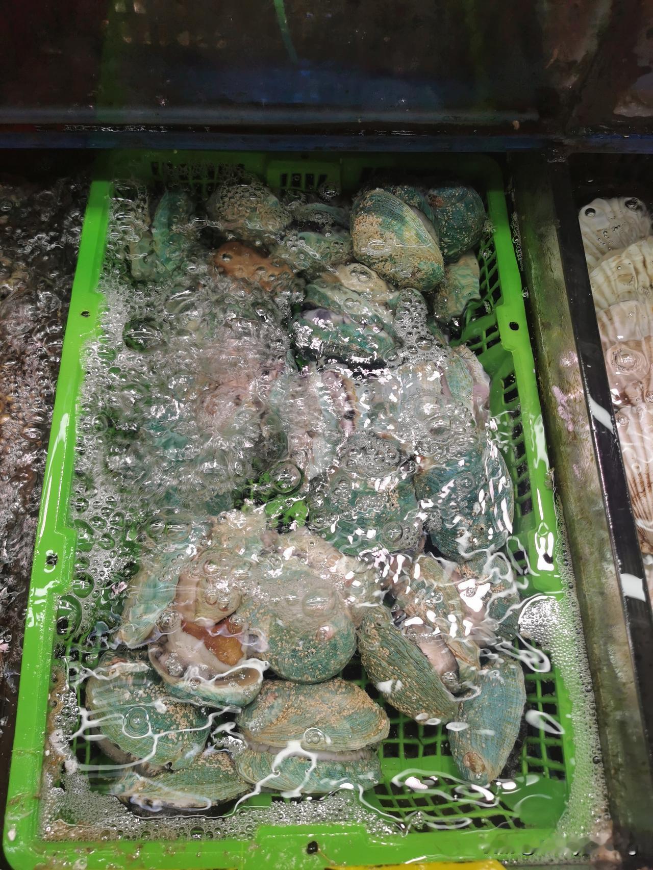 冬日生活打卡季蛇口海鲜市场第一次认识翡翠鲍。