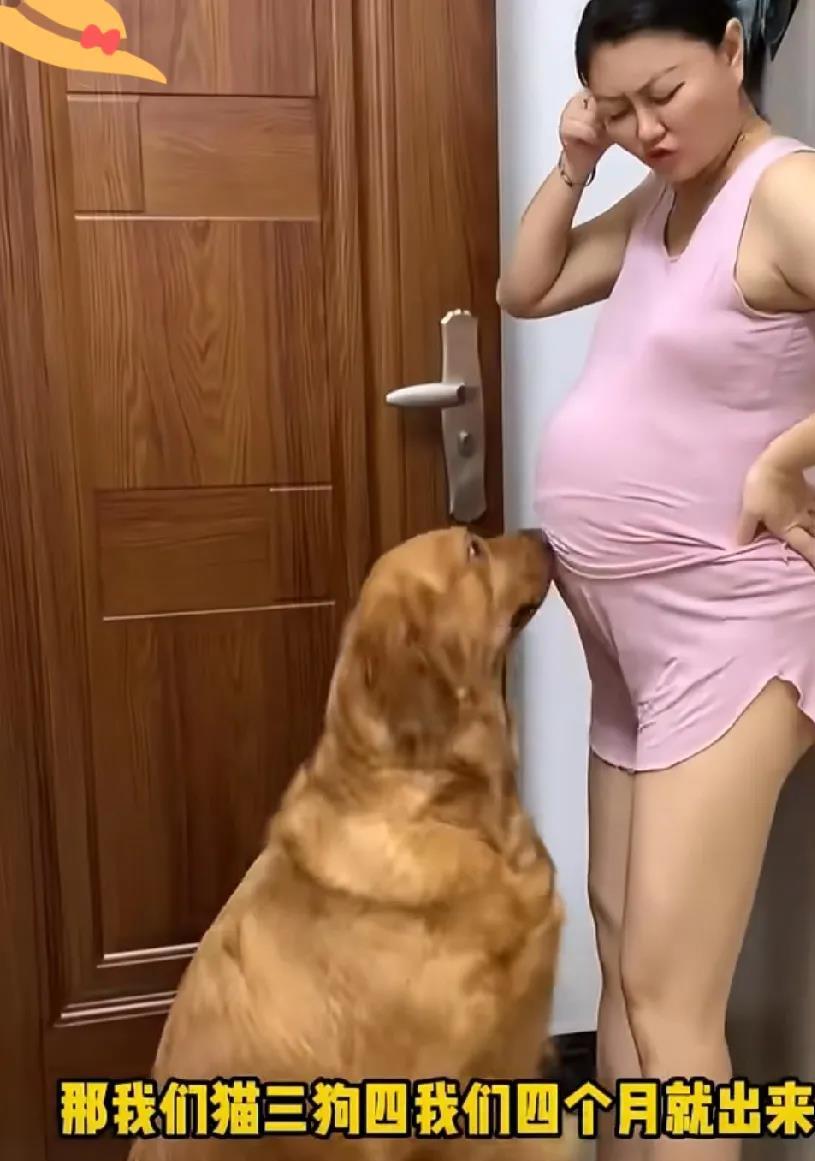 这个女的怀孕了，她家狗狗对的她怀的孩子也是亲的，要是我，我是害怕的，我是不