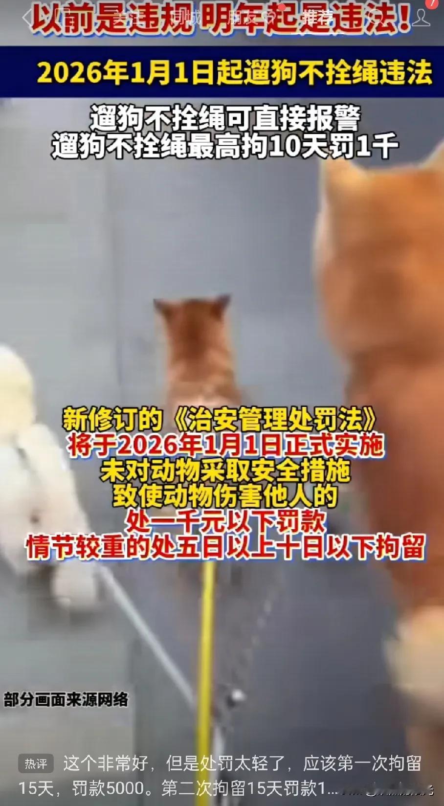 以前是违规，以后就是违法了！新规来了，2026年1月1号起，遛狗不拴绳直接违