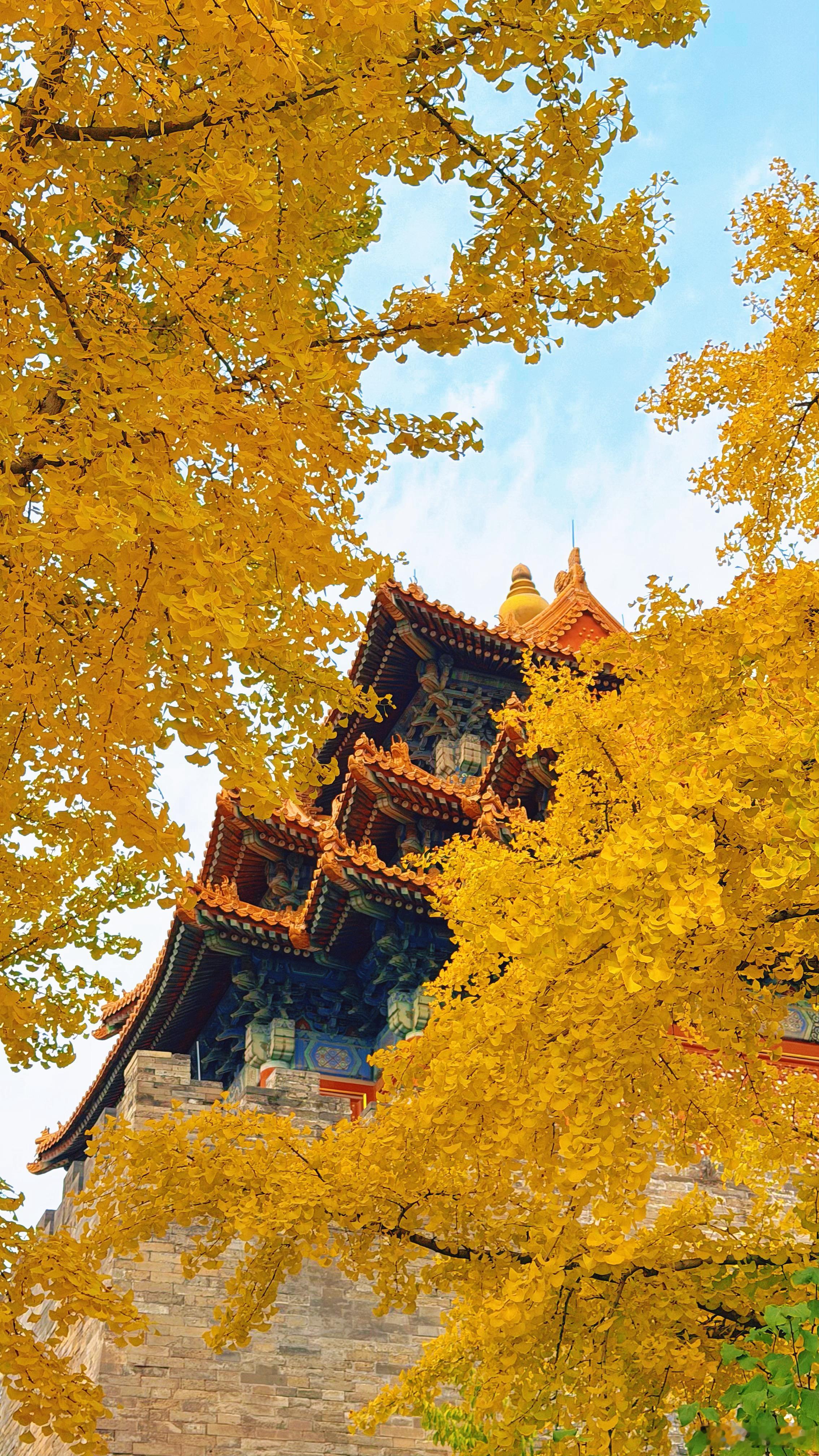 随手拍秋日的故宫北京秋天怎么这么美​​​
