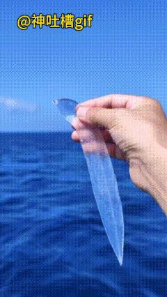 透明的长条小鱼：大海里抓到了一条透明的鱼，比我们吃的凉皮还要透明，清晰看到里面有