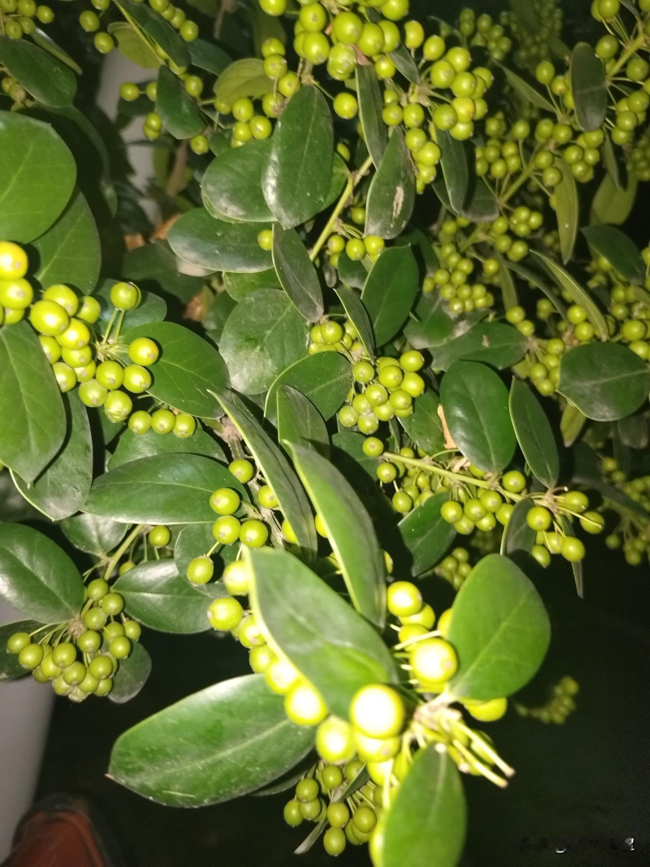 一直以为这个是相思豆红豆生南国豆包说不是这个无刺枸骨也叫金玉满堂豆包又