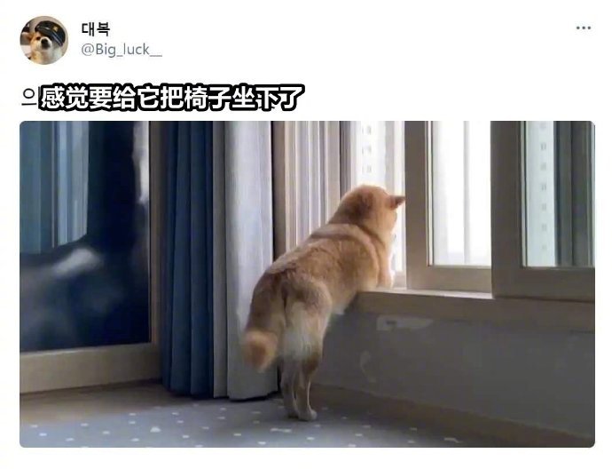 需要一把椅子坐下的柴犬哈哈！​​​