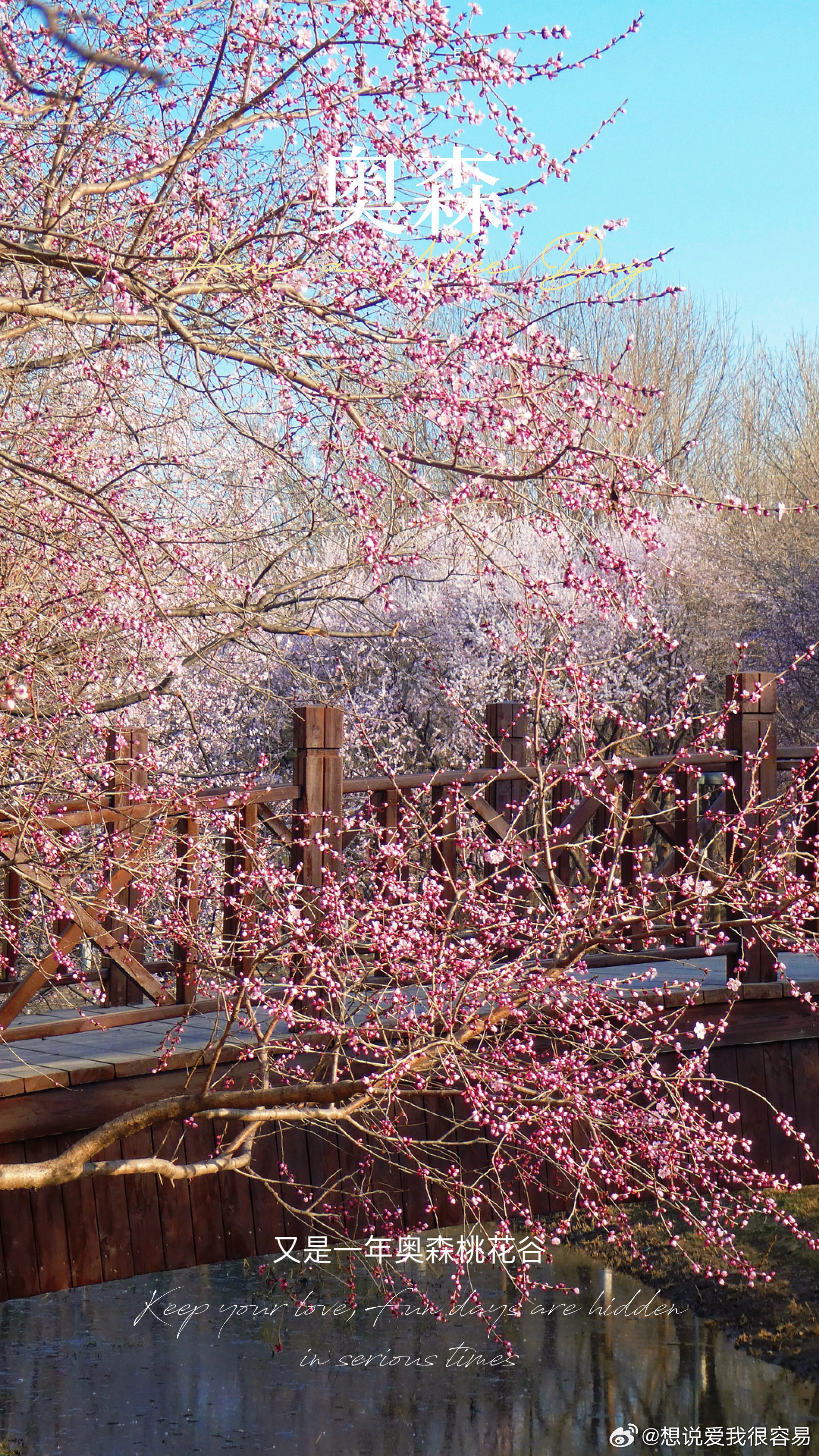 奥森桃花谷摄影北京春色正好北京·奥林匹克森林公园