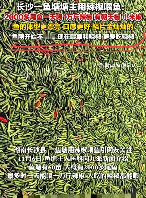 2000尾鱼一天狂炫一万斤辣椒？！塘主表示，开始喂辣椒不敢吃，现在喂草和辣椒，