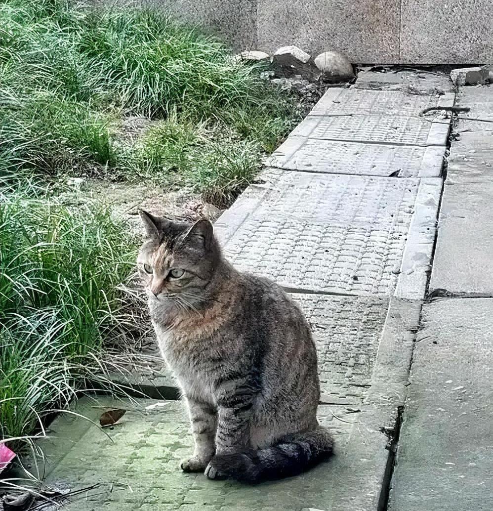 猫狗不是菜，是家人。你吃你的狗肉节，我养我的猫主子，井水不犯河水。可你上班群