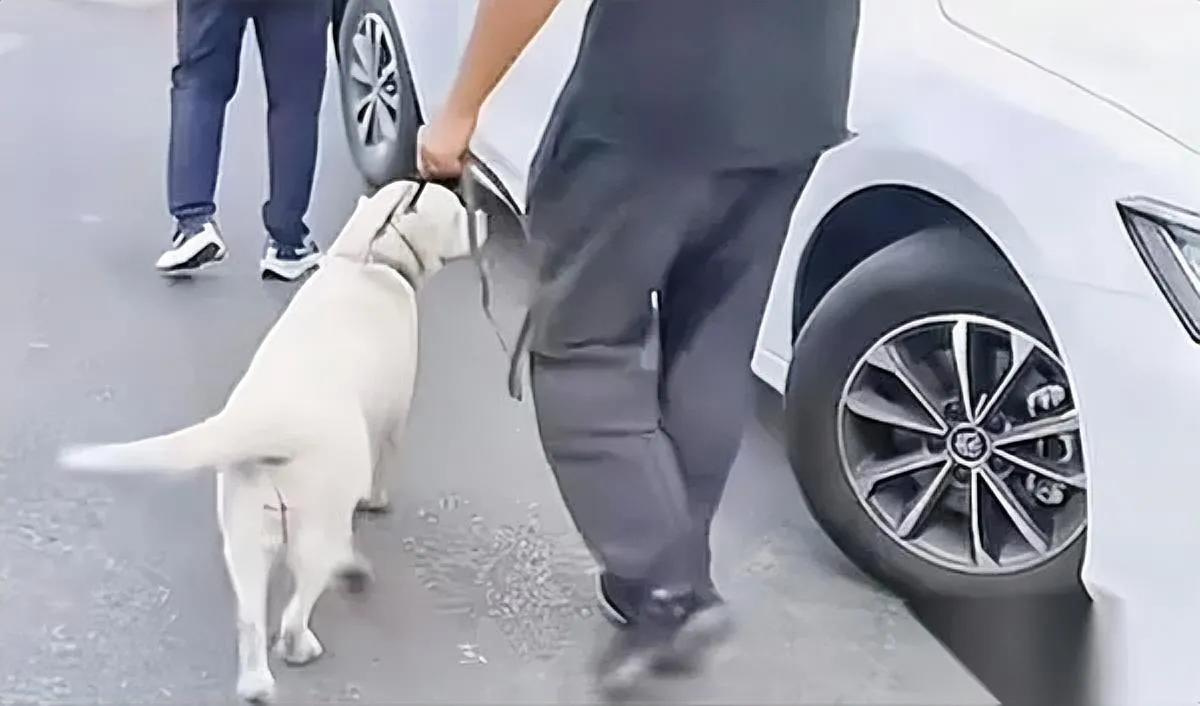 芬迪回大连啦！头也不回…王女士的“爱”让人心酸导盲犬芬迪回大连基地，主人