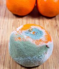 水果发霉了，切掉发霉的部分还能吃吗？水果放久了，长了一点霉，看着就一小块，很