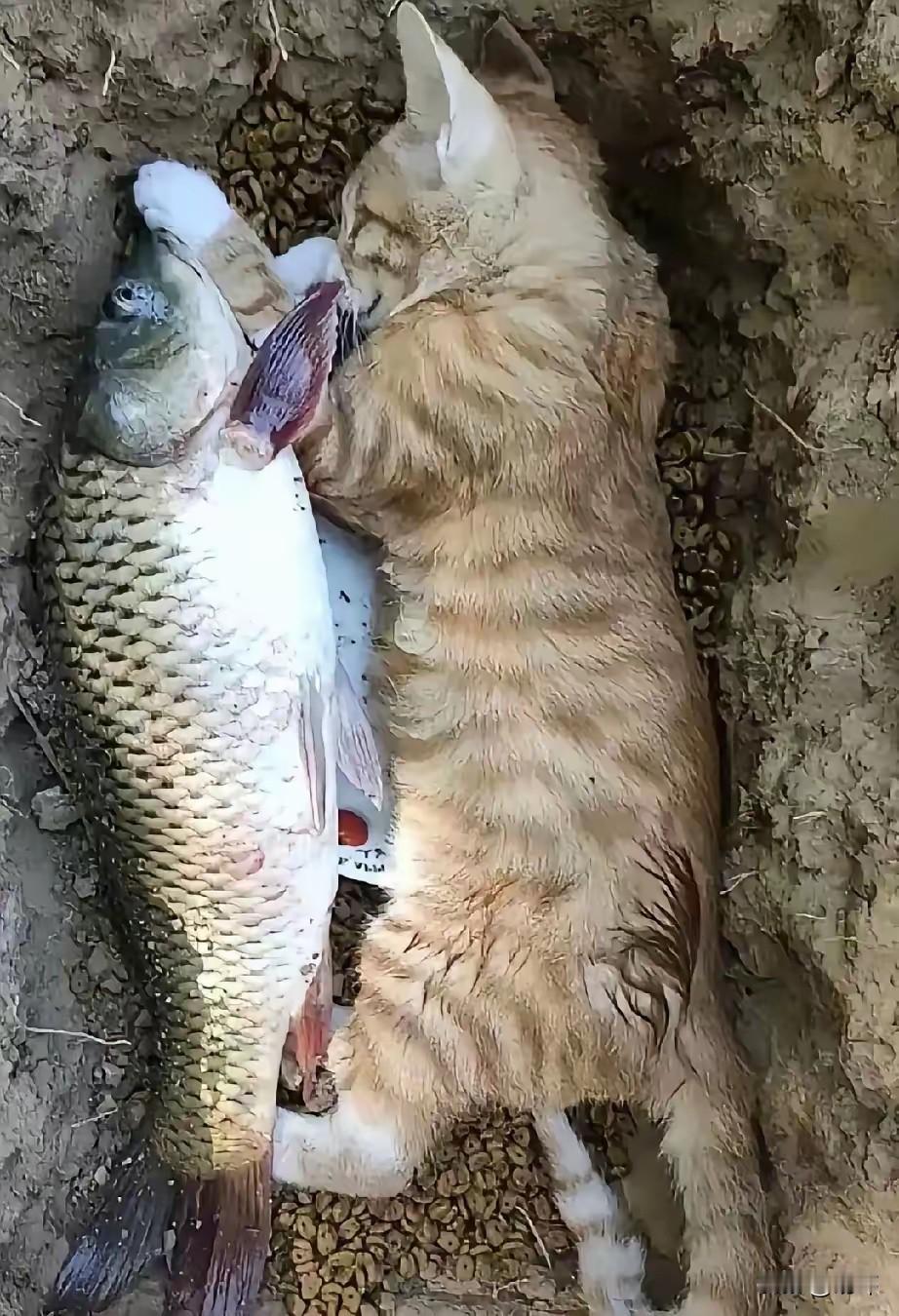 这天,一位大哥去河边钓鱼,结果看到有只猫在旁边玩耍,而他一直专注着钓鱼,不一会儿