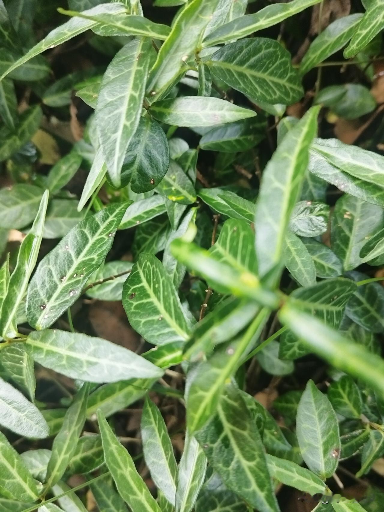 胃癌后生活记录！胃癌手术后已经有两年多了，从开始检查到手术，及至化疗，除了手术