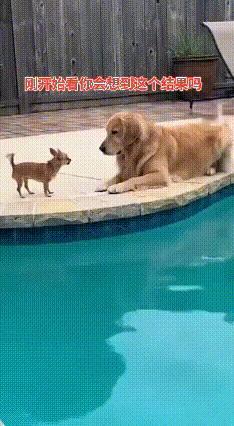 小狗：我超凶的！金毛：哦？试试就逝世谁能拒绝一只狗仗人势的小奶狗呢？