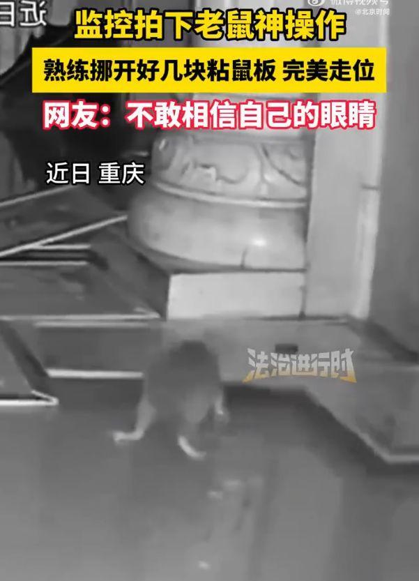 这下解释不清了！重庆，女子发现家中有老鼠，就弄了很多粘鼠板放在地上，不料，第二天