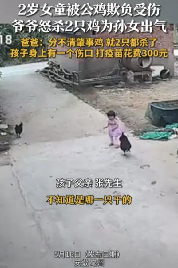 “摊上大事了！”近日，安徽亳州，一2岁的小女孩在院子里玩耍，没想到家里两只公鸡突
