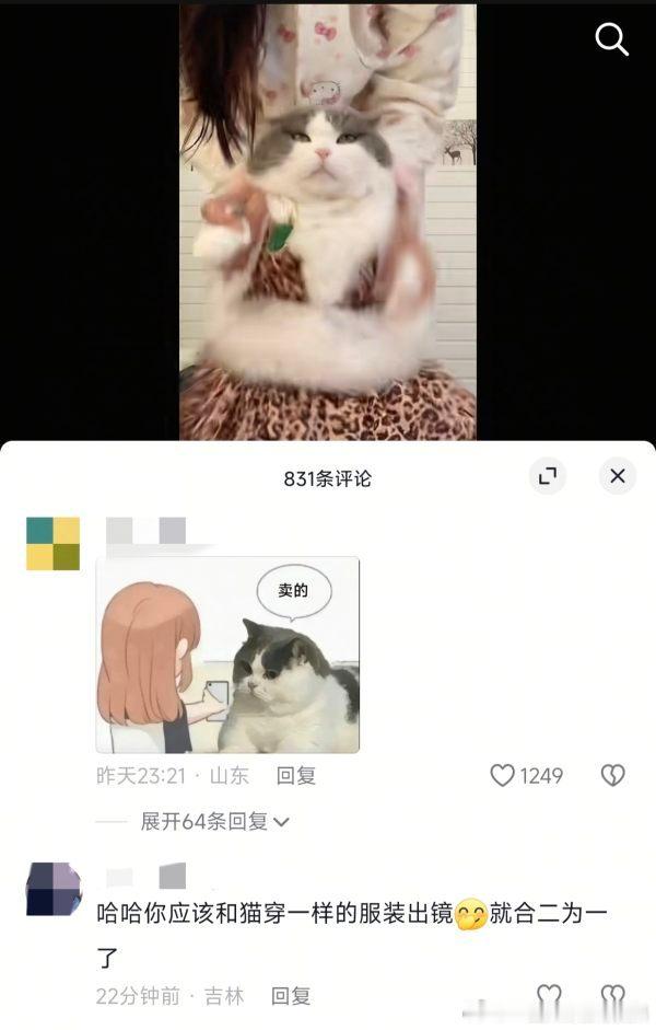 小猫没惹