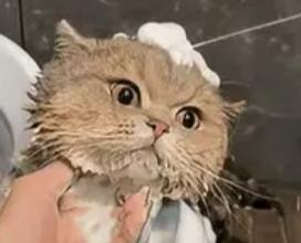 随手拍猫洗澡竟获2000万播放！95后姑娘的泼天富贵，藏着最戳人的生活真相