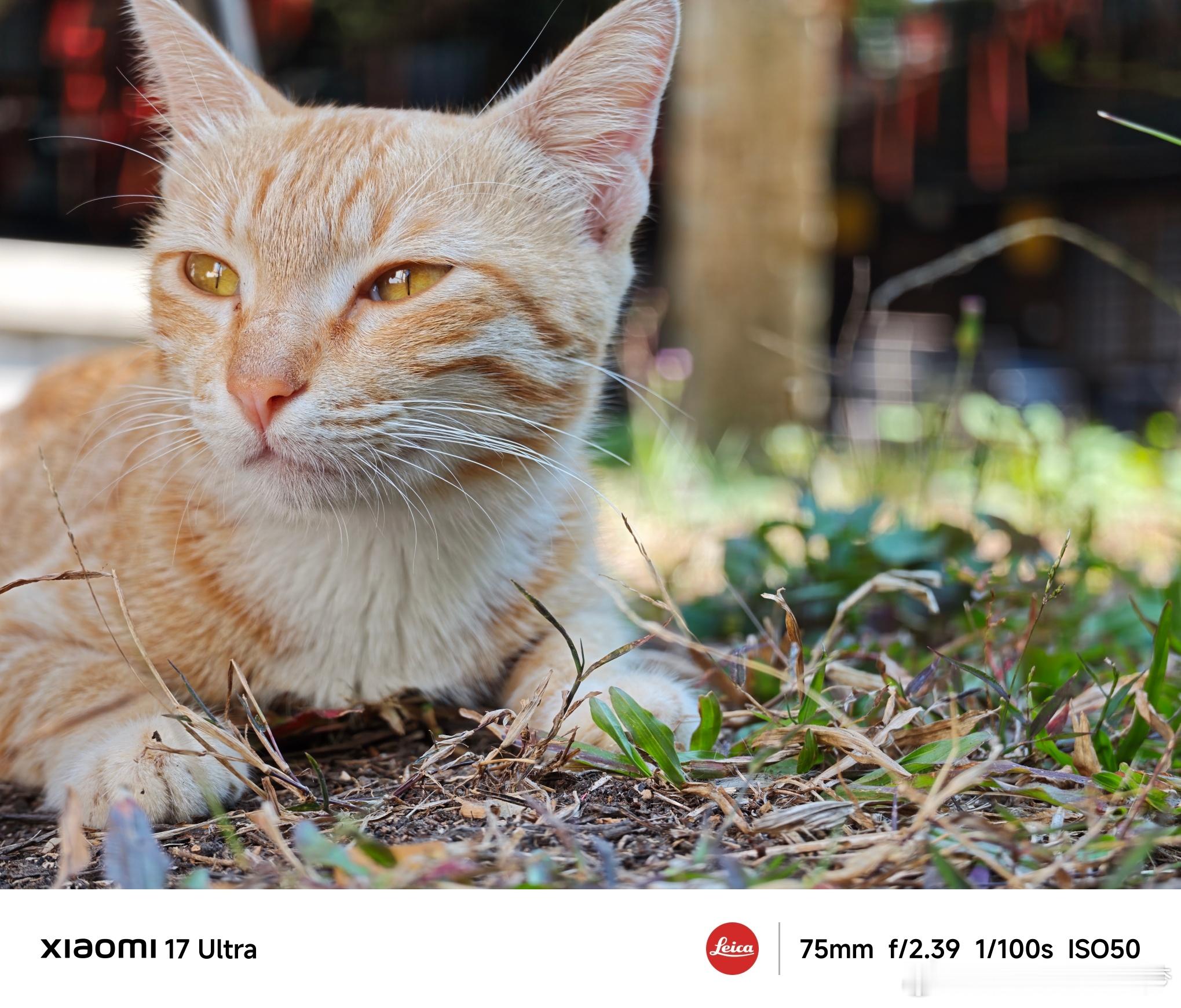 这次小米17Ultra的影像能力非常强，尤其是逆光、夜景简直是强无敌，简单挑一些