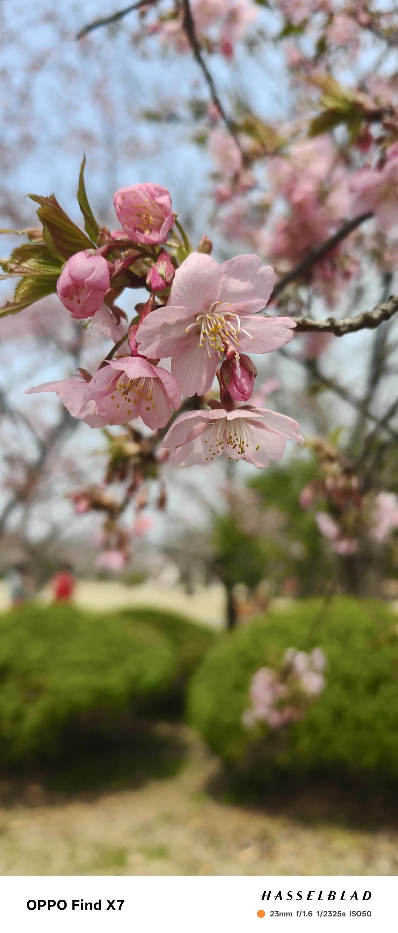 岁岁花相似，赏樱正当时在咱无锡，一提起赏春，那荣氏梅园的梅花和鼋头渚的樱花