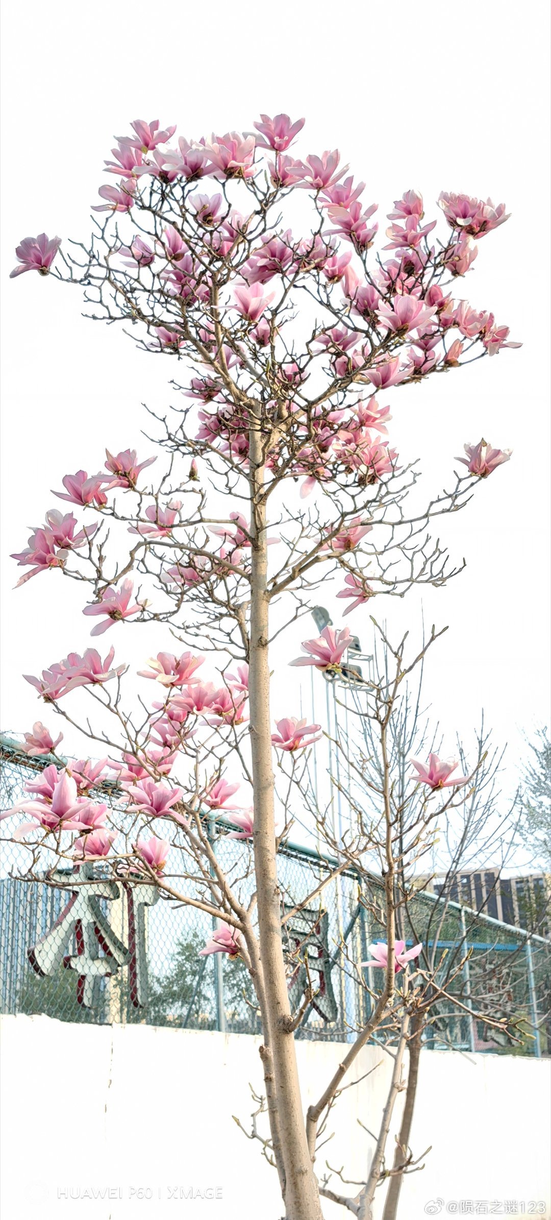 路边的红玉兰开成了春天的爆款。花草世界手机摄影手机随手拍随手拍春天红玉兰北京·