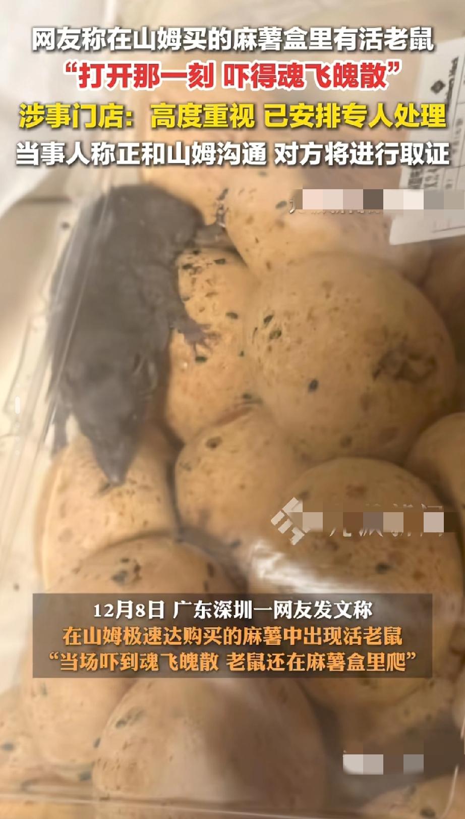 在密封的包装中，老鼠如何进入包装盒的？近日，山姆麻薯盒惊现活鼠事件持续发酵，