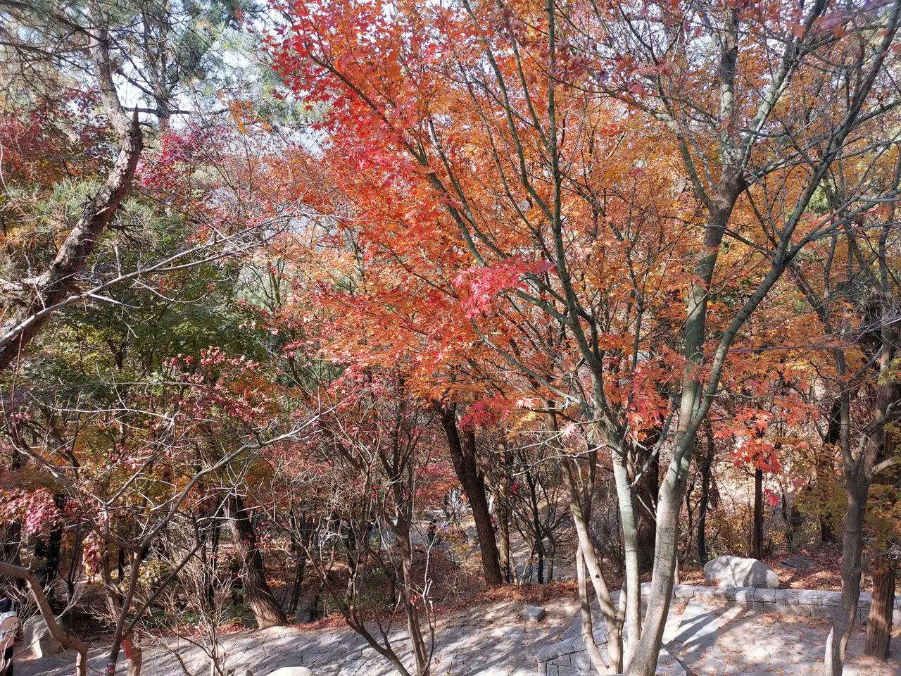 青岛崂山北九水绝美蜕变！红叶漫山石阶焕新，初冬邂逅最后一场秋色盛宴（来源：青