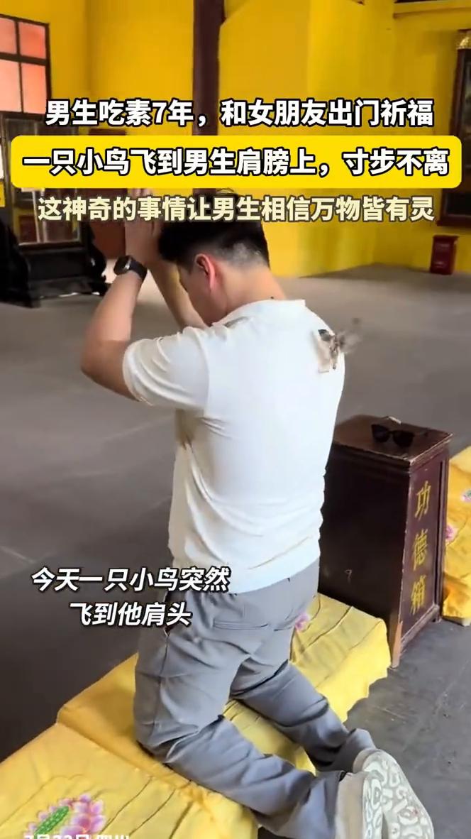 男生吃素7年，和女朋友出门祈福。一只小鸟飞到男生肩膀上，寸步不离。这神奇的事情