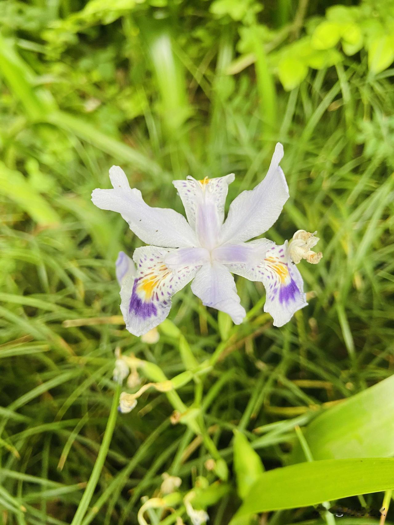 不应该有摆渡车，这就是为了多增加费用。去了那么多景点，都是景区门票加观光车门