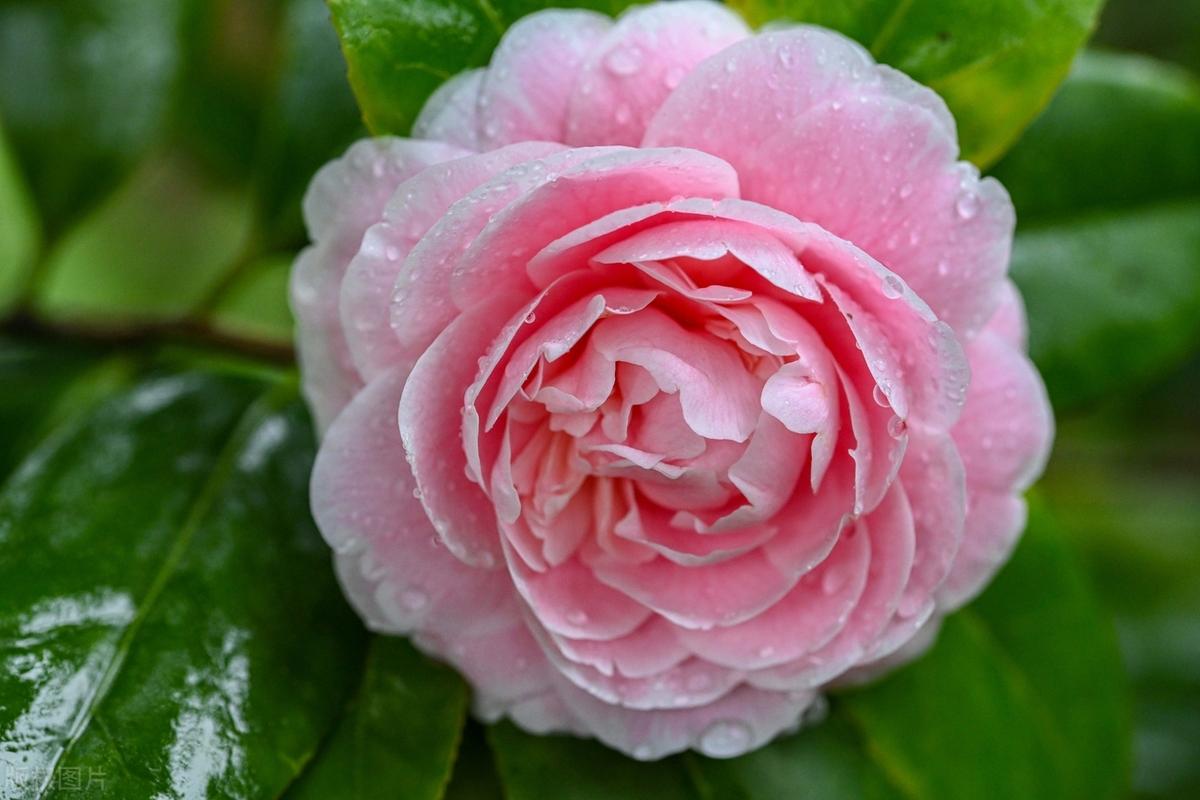 人心之烦，烦在计较；人生之苦，苦在执着；人生之难，难在放下。生活中，你在意什么，