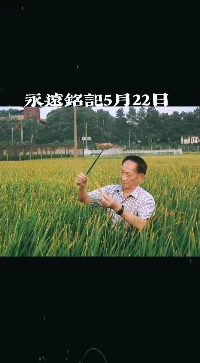 缅怀袁隆平爷爷禾下乘凉梦杂交水稻全球梦水稻种植