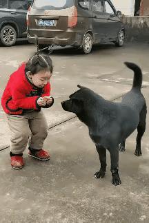 笑翻！一块剩饼干，承包狗子一整天的快乐😂家人们快看这只快乐修勾！小主人随