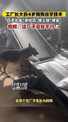 这下科学也解释不清了！近日山西朔州，武女士有一家饲料加工厂，四年前收养了一只狗狗