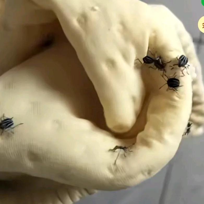 妈妈拿出宝宝裤子，想给宝宝穿上，发现里面密密麻麻全是虫子，我再看了一下，头皮