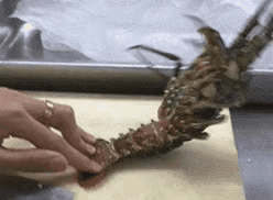 这龙虾肉一定很好吃吧