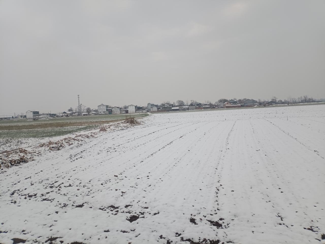 大雪来，恰是多情时。正逢乡村，漫步田野稠，白茫茫，野苍苍。一片感慨，