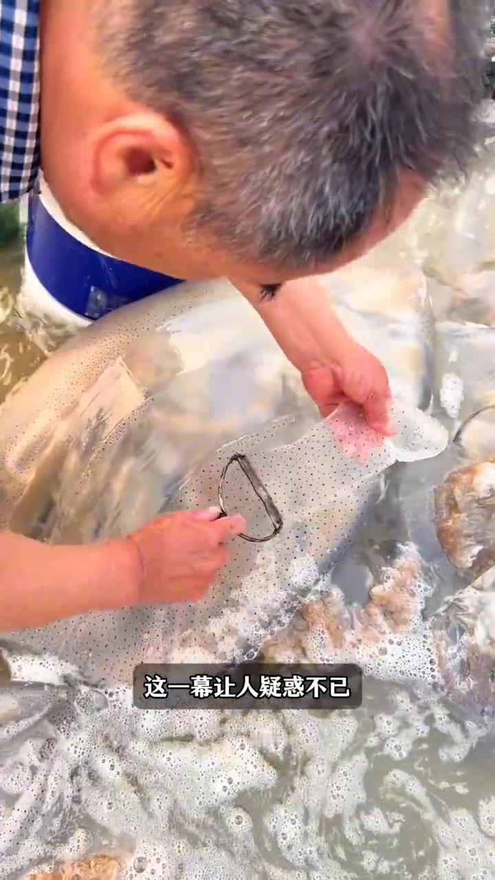 处理海蜇皮。注意看眼前的渔民们，一发现被冲到岸上的海蜇，就纷纷拿着削皮刀把表层
