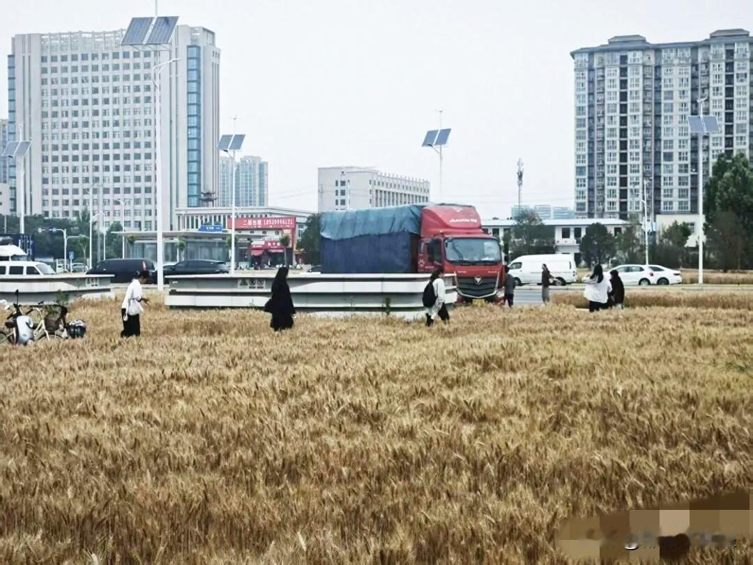 这个举报郑州绿化带种粮的人真的是吃饱撑得，难道种粮不比种草强？近日，有人举