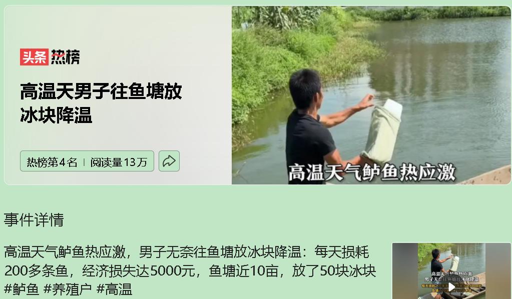 湖南岳阳，一位塘主在极端高温下往10亩鲈鱼塘投下50块冰，却难改鱼群热应激，每日