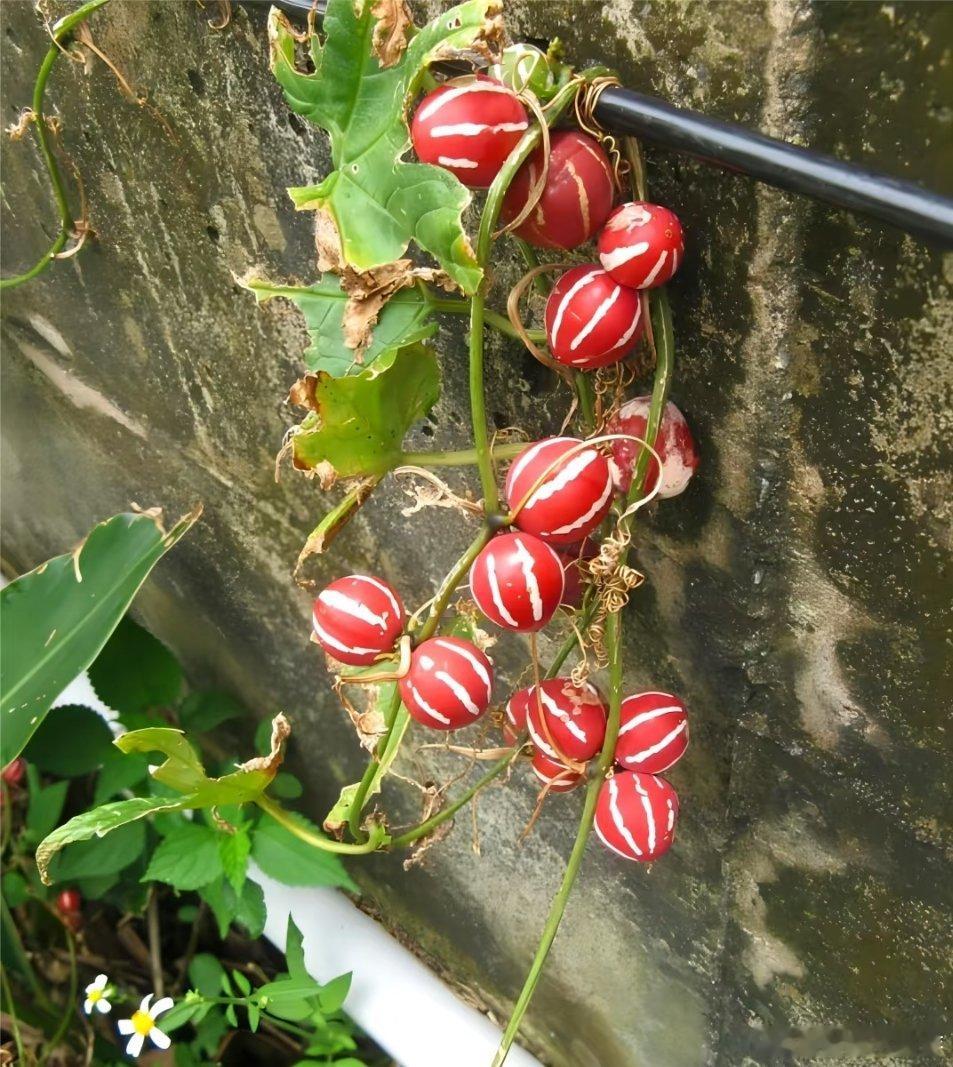 认识神秘植物：斑纹浆果——毒瓜（Diplocyclospalmatus）今天来