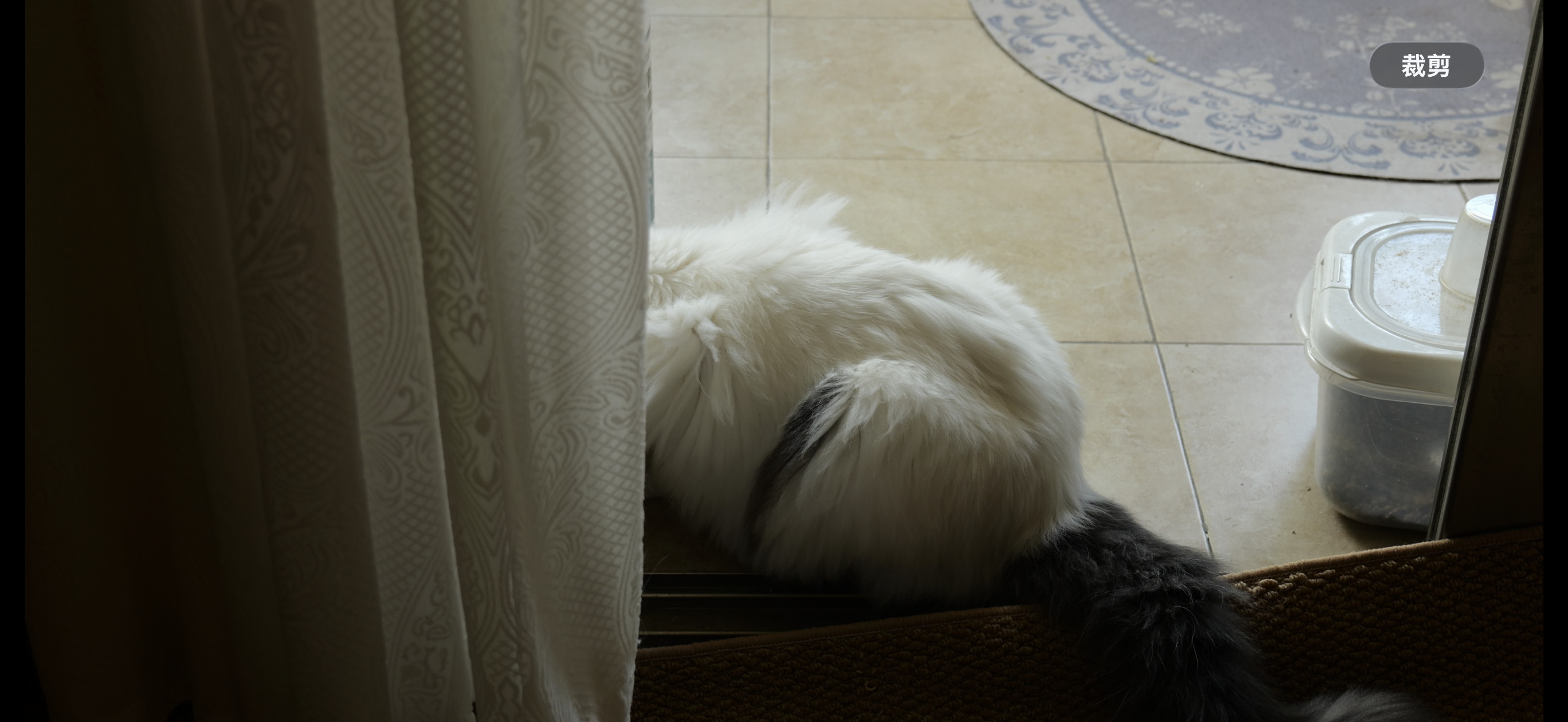 用甲方快乐机拍了一下小咪，妥妥的小咪生活电影🎬