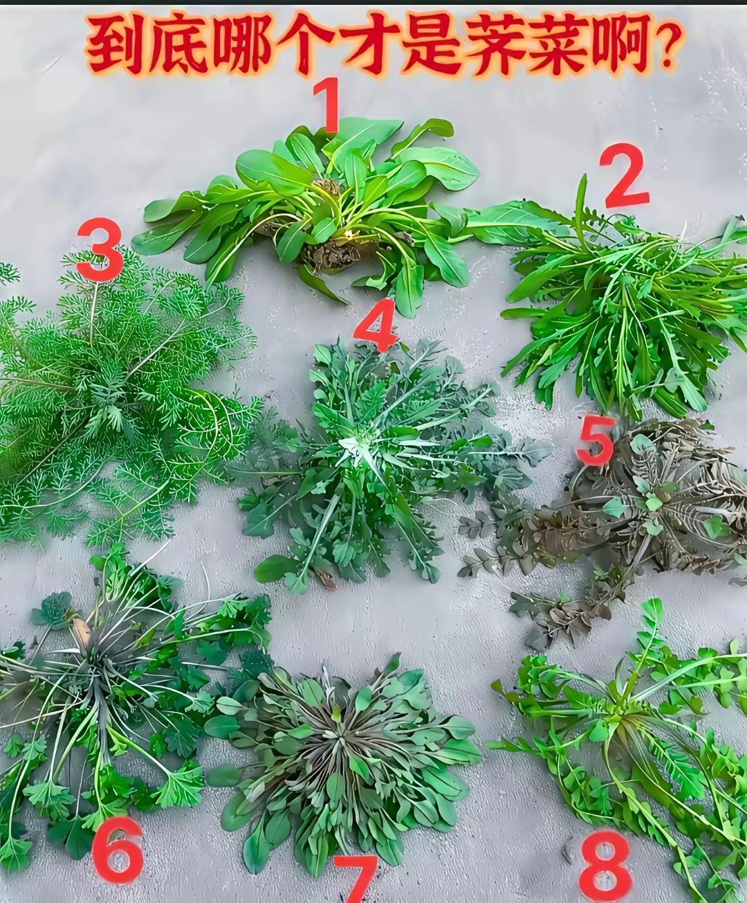 不是我吹，90%的人不知道几号是荠菜。