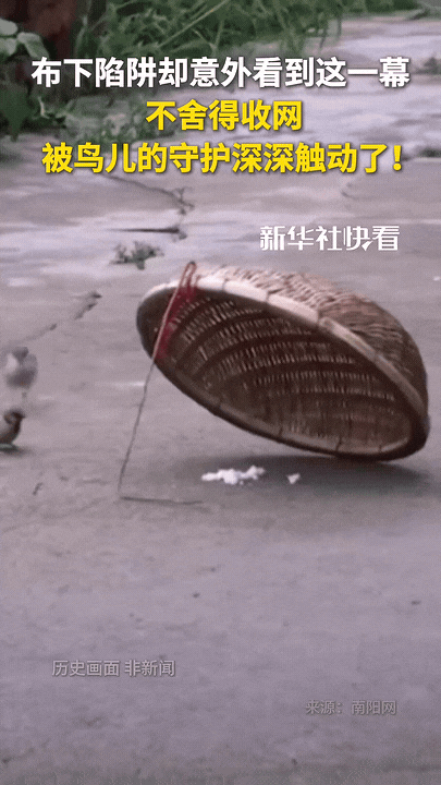 万物皆有灵，小鸟对同伴的守护令人泪目！有网友布下陷阱，打算抓一些小动物。没过