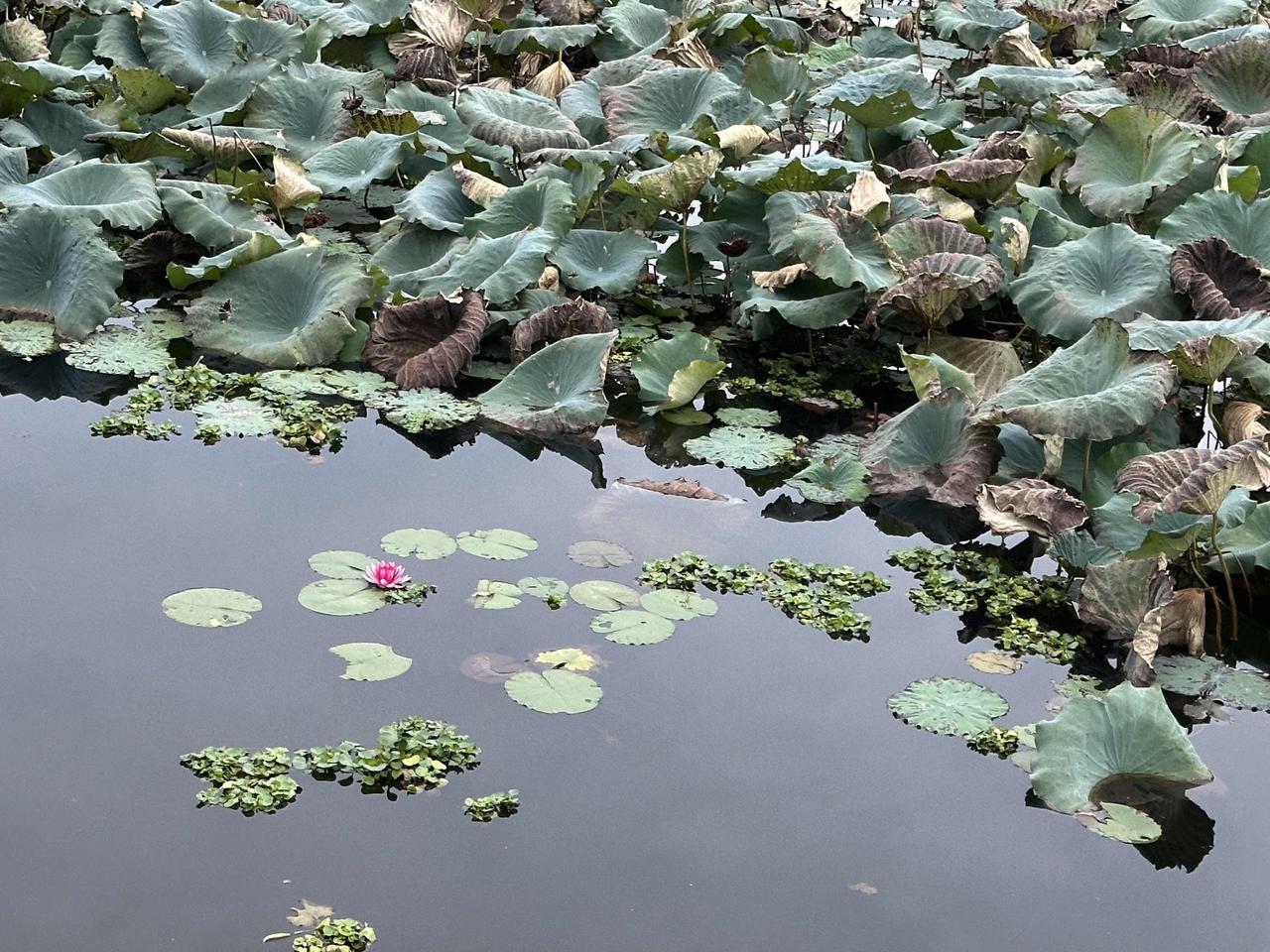 银行里不都有VIP客户专用窗口的吗？89岁的老父亲自己能做的事尽量自己做，去