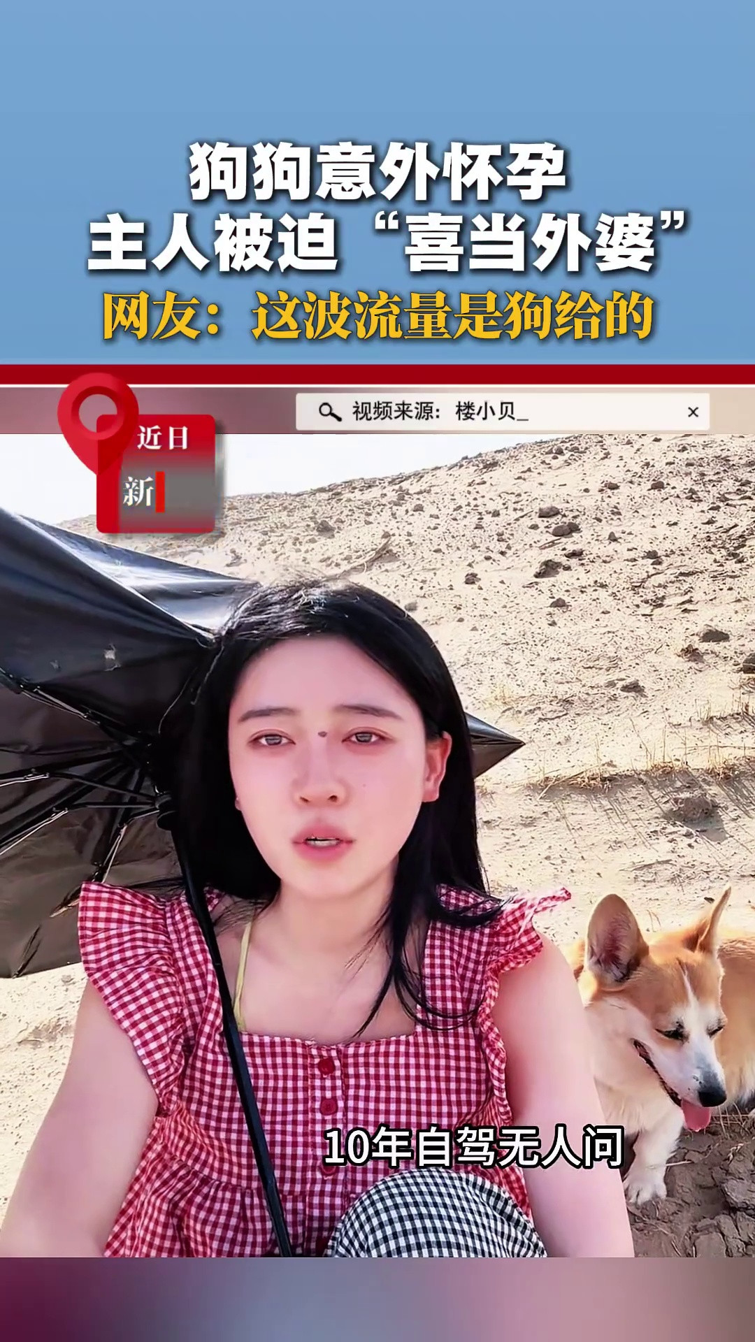 狗狗意外怀孕，主人被迫喜当外婆！