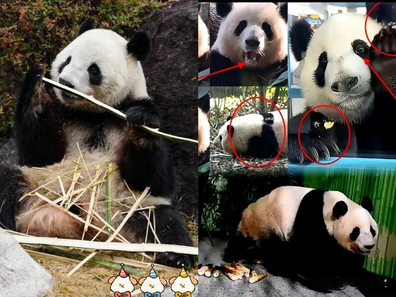 我跟你说，日本养的那两只熊猫，绝对是装的。在它那儿营业的时候，天天一副“莫挨老