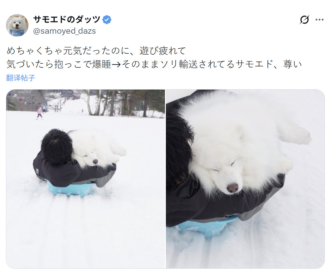 哈哈哈哈哈这主人精力太充沛了！居然能和萨摩耶玩雪给耶耶磨没电了！！该回程的时候耶