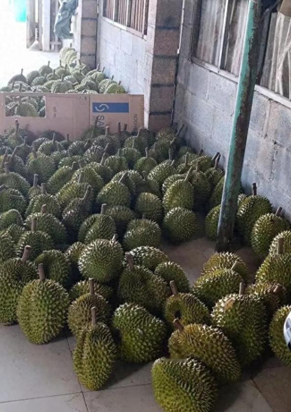 赚中国人钱毒害中国人！越南榴莲在中国曾一年狂赚30亿，但他们不好好种水果