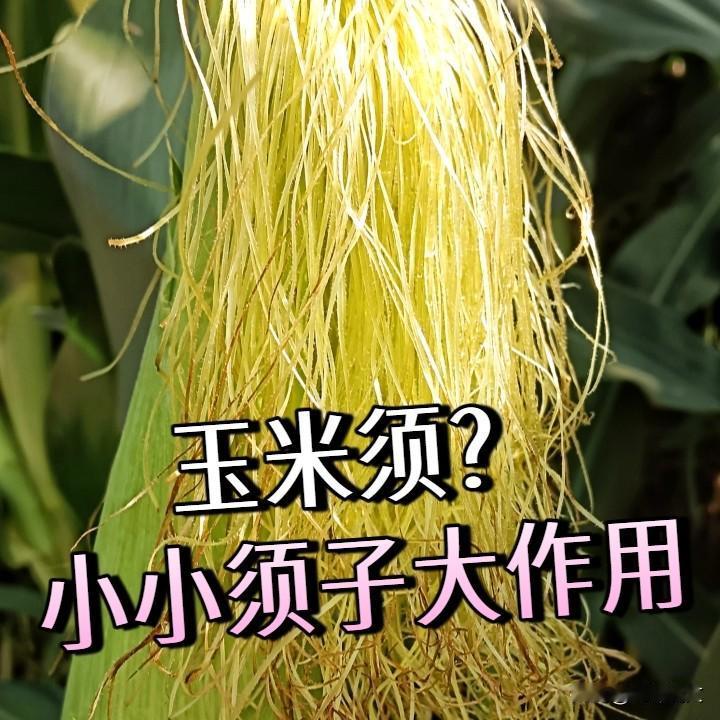 养鸡10年才懂！玉米须别扔，喂鸡有大用处，省料又省心养鸡的老乡