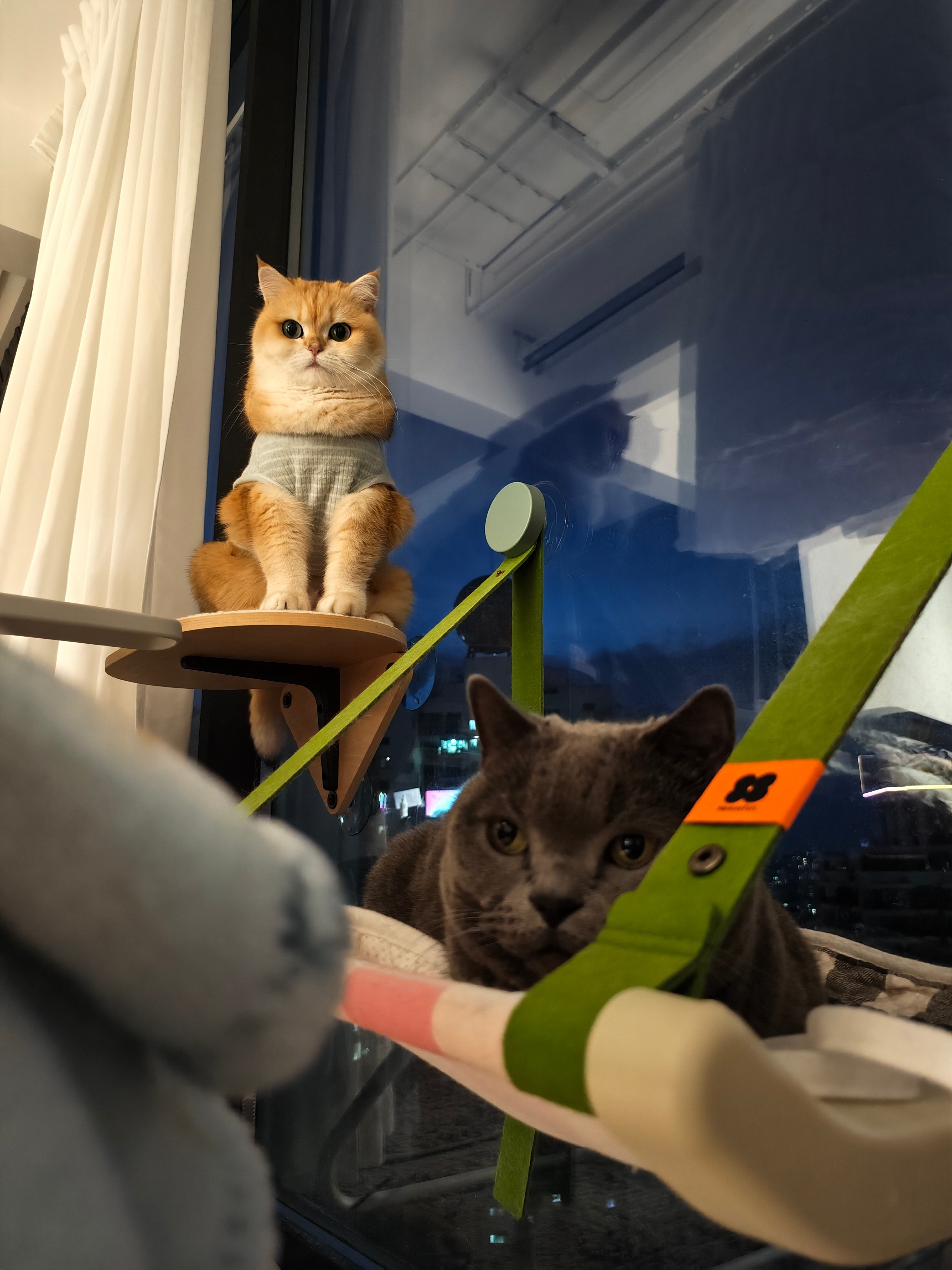 参见猫猫大王菇冬怎么肥四​​​