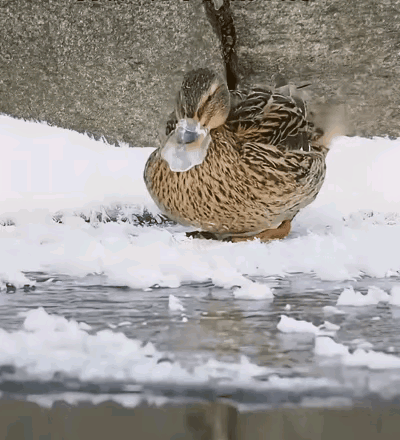 万物皆有灵冬季雪飘零鸭子嘴结冰可怜难出声无奈靠自救嘴藏羽翼中身暖冰自