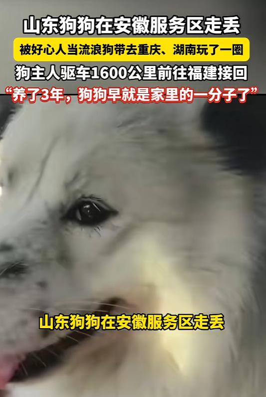 “笑不活了！”近日，安徽，一女子带狗子自驾出游，途经安徽在服务区休息时，狗子跑了